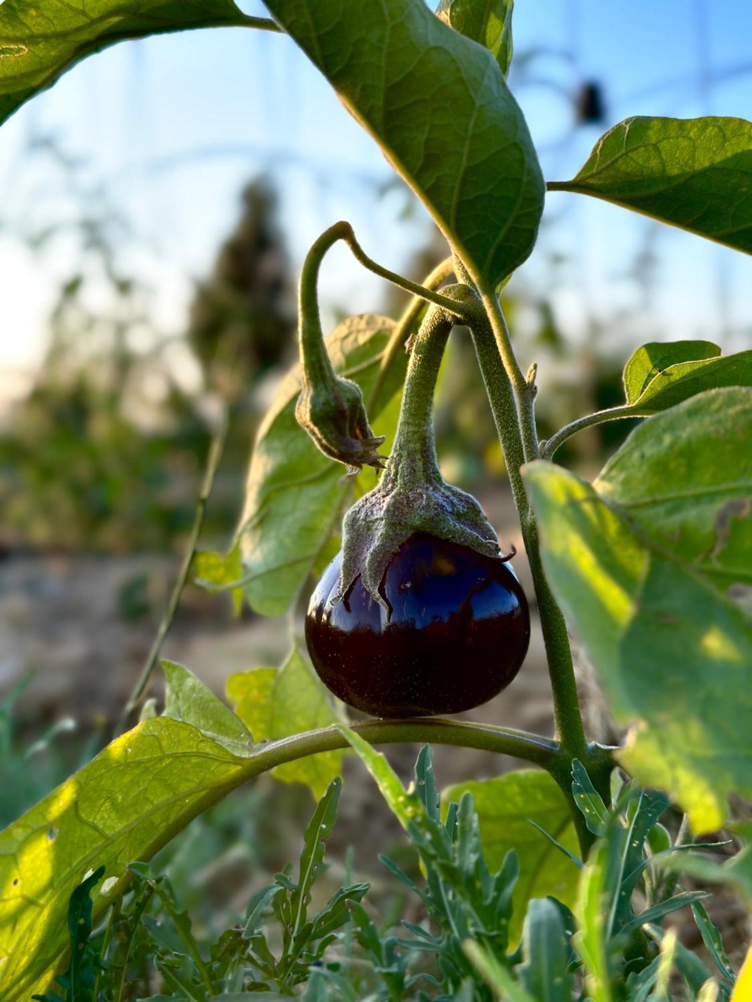 Tenuta Di Paternostro 维特拉 外观 照片